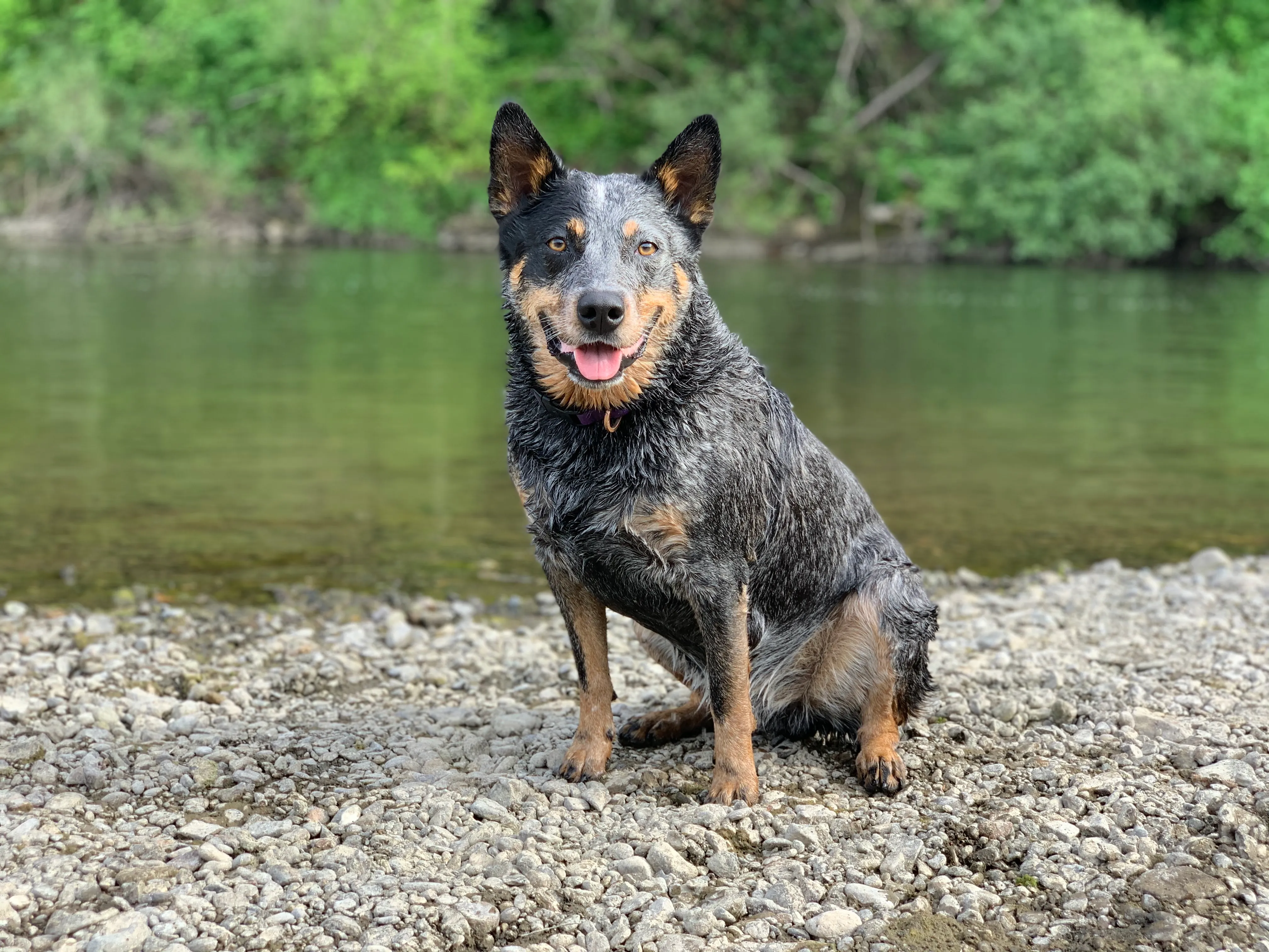 Wild Heeler